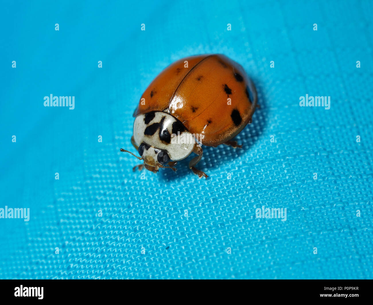 Asian ladybeetle (Harmonia axyridis) on a blue fabric, close-up view Stock Photo