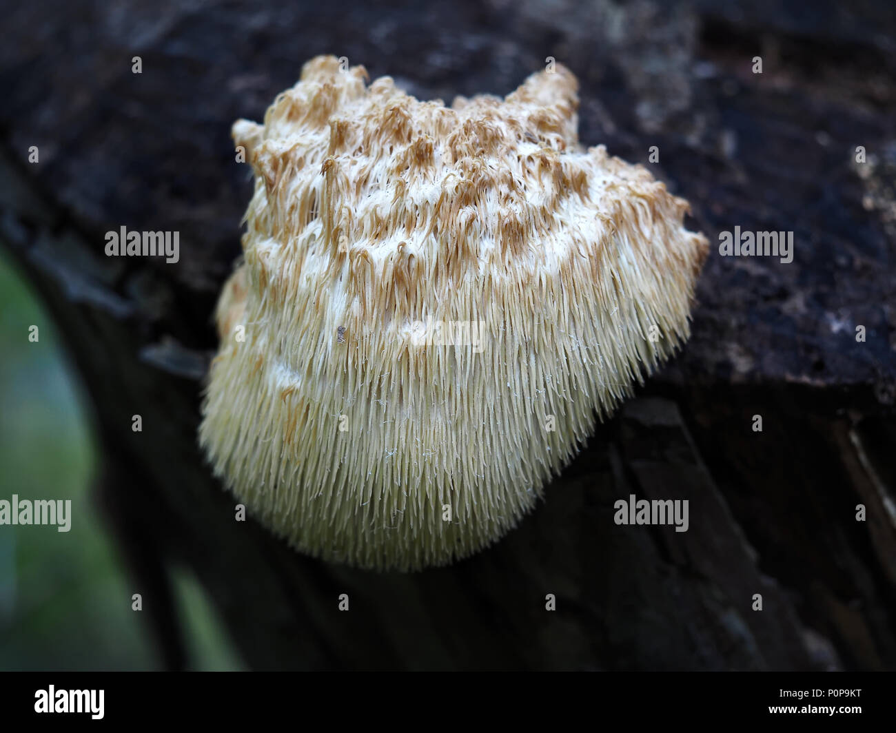 Hericium erinaceus - lion's mane mushroom Stock Photo