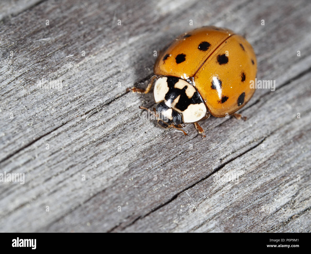Asian ladybeetle (Harmonia axyridis) on a wooden surface in Kirkland WA USA, close-up view Stock Photo
