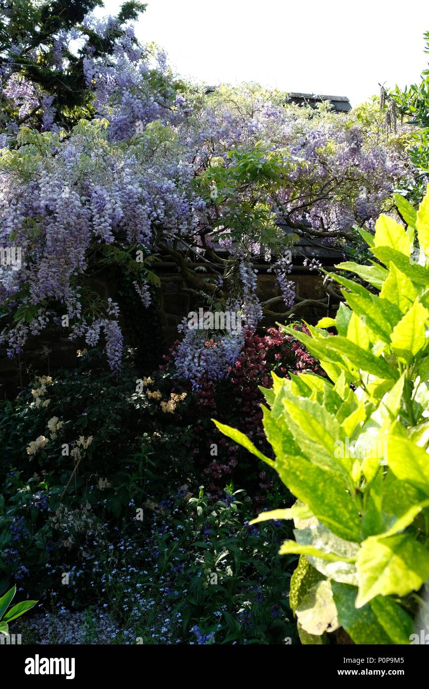 Flowering garden in May Stock Photo - Alamy