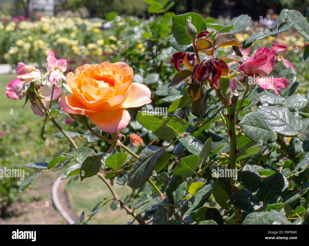 Orange rose at San Jose Municipal Rose Garden, San Jose California Stock Photo