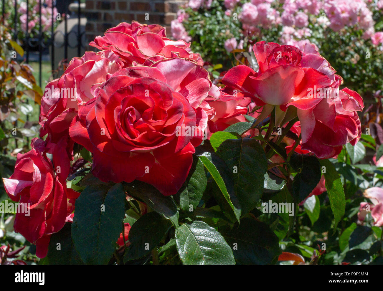 Cinco de Mayo roses at San Jose Municipal Rose Garden, San Jose California Stock Photo
