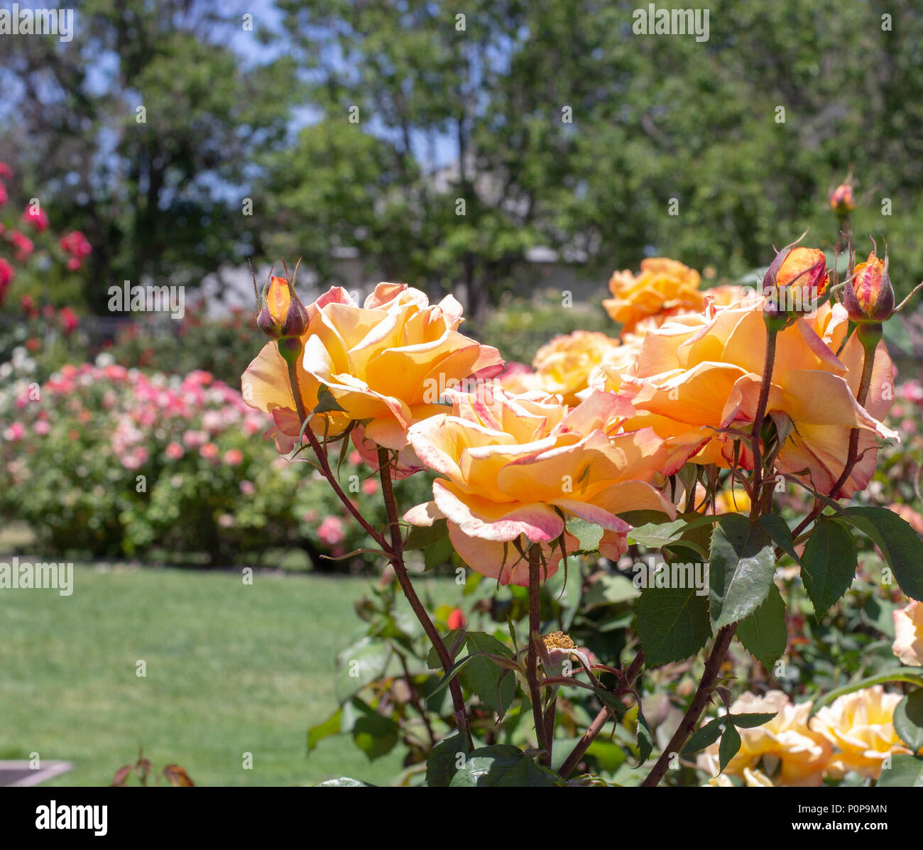 Orange roses at San Jose Municipal Rose Garden, San Jose California Stock Photo