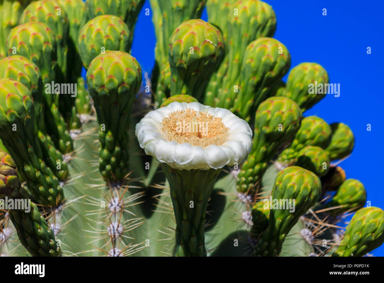 A single white flower blooms on top of  a giant saguaro cactus (carnegiea gigantea) in Arizona's Sonoran desert. Behind it are rows of unopened flower Stock Photo