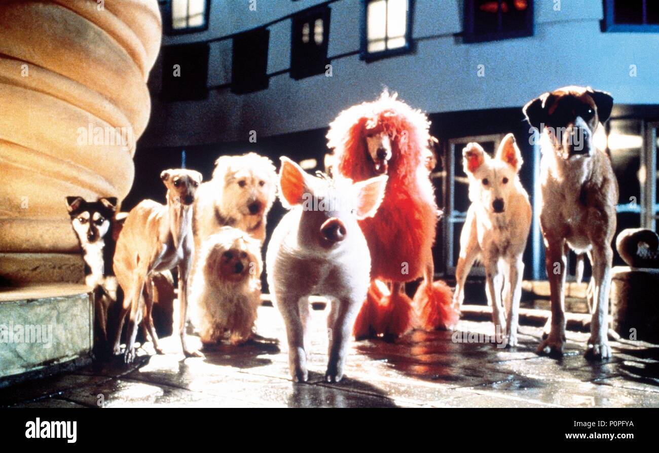 Original Film Title: BABE: PIG IN THE CITY.  English Title: BABE: PIG IN THE CITY.  Film Director: GEORGE MILLER.  Year: 1998. Credit: UNIVERSAL PICTURES / Album Stock Photo
