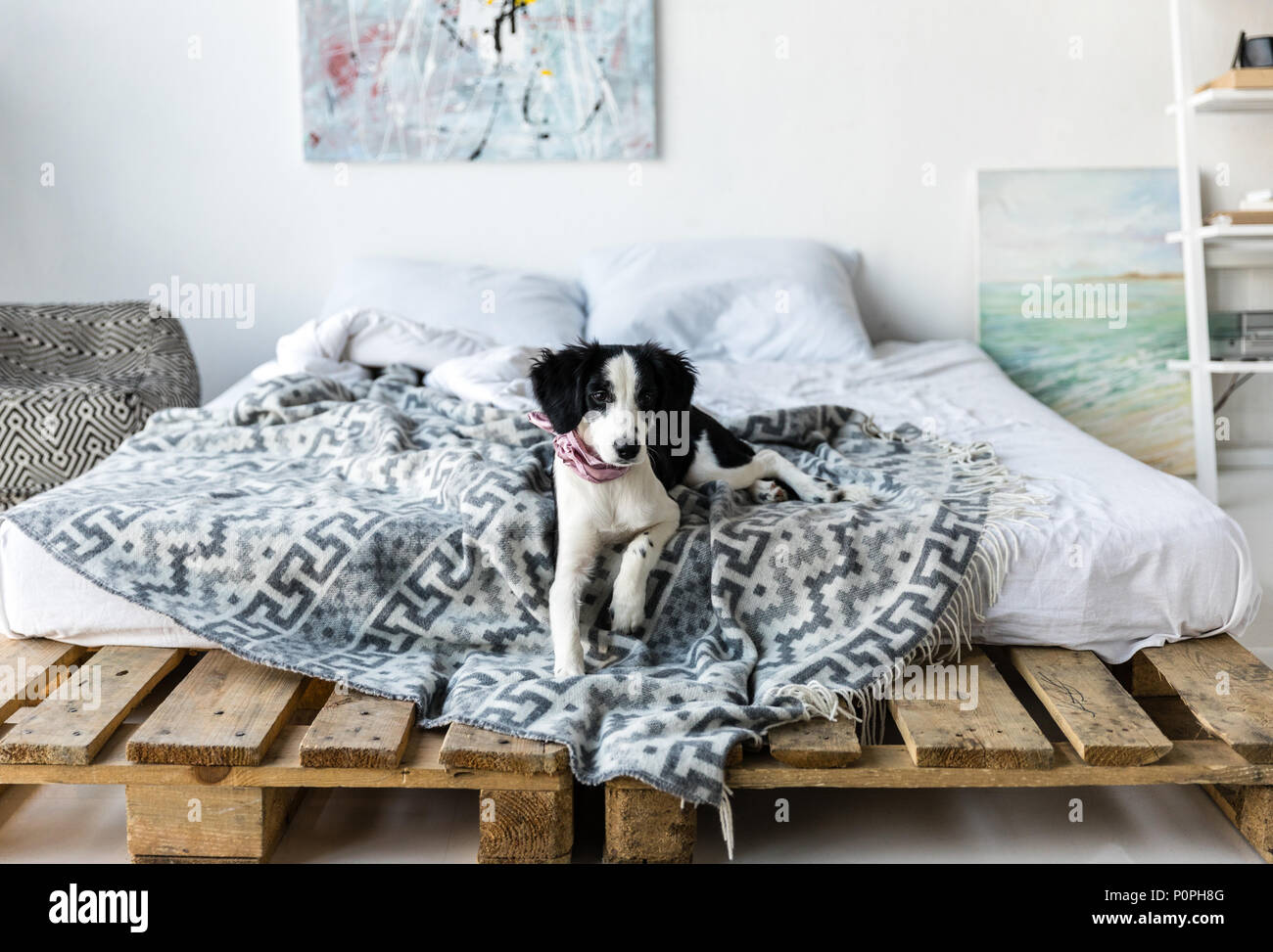 little puppy with pink neckpiece lying on bed Stock Photo
