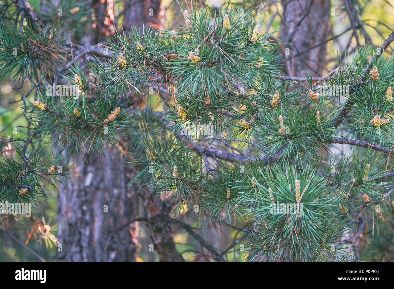 Branches of the pine trees in the forest Stock Photo