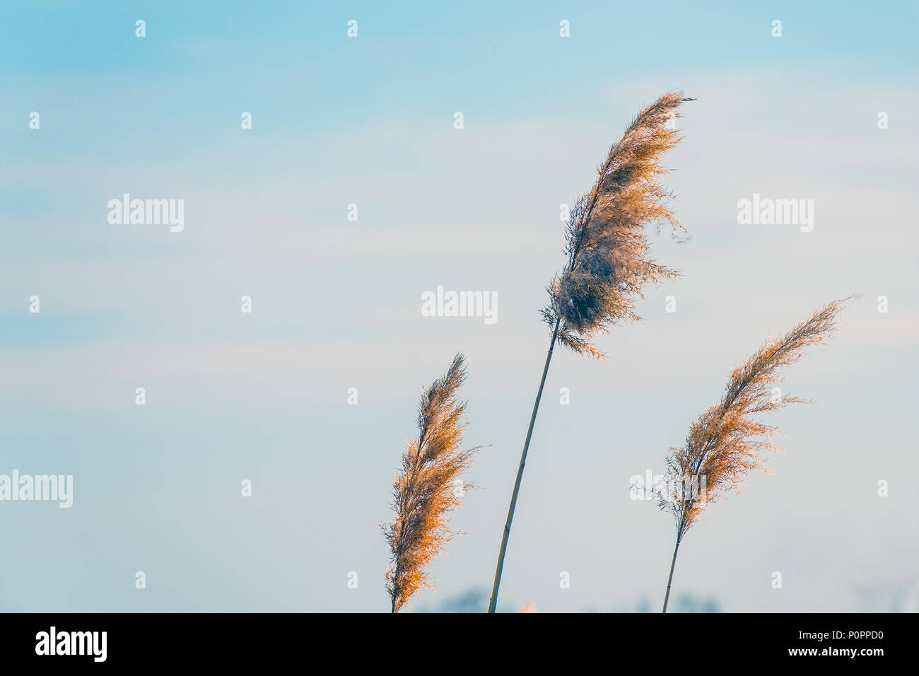 Dry grass swaying in the wind Stock Photo