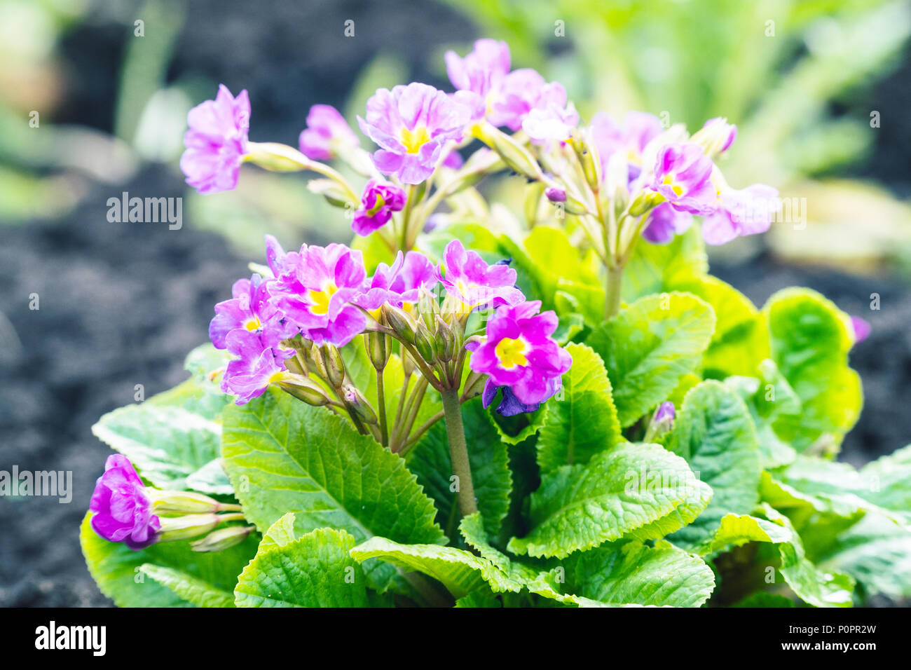 Purple flowers of violets in garden Stock Photo Alamy