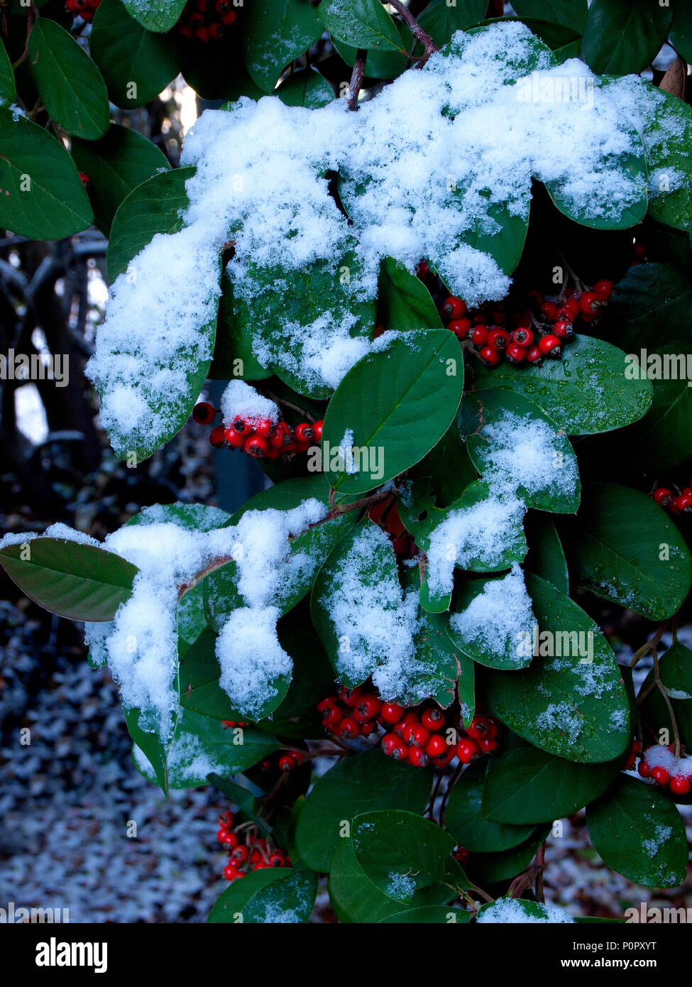Snow on leaves and red berries Stock Photo