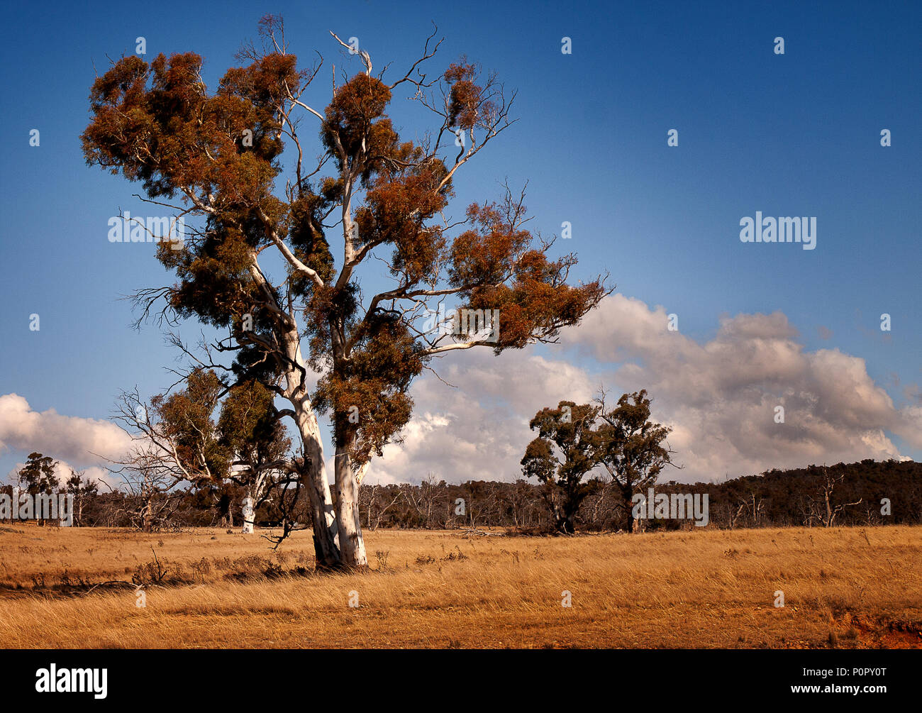 Australia: River Red Gum (Eucalyptus camaldulensis) Stock Photo