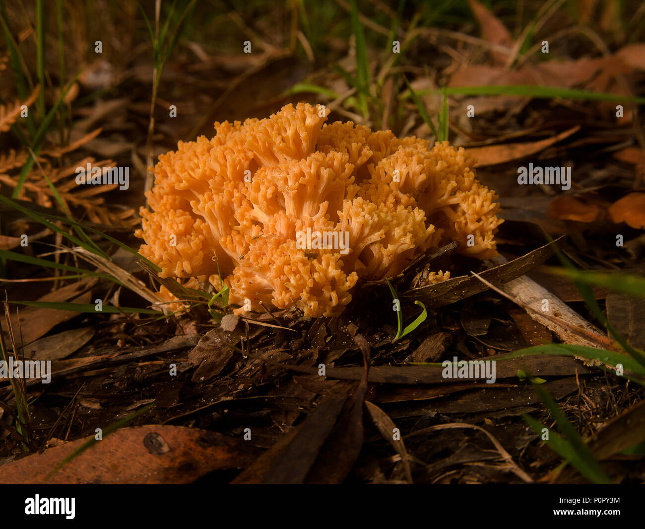 Golden Coral Fungus (Ramaria aurea) Stock Photo