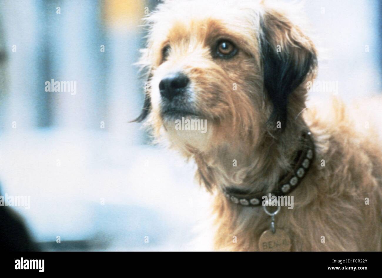 Benji Film Stock Photos Benji Film Stock Images Alamy