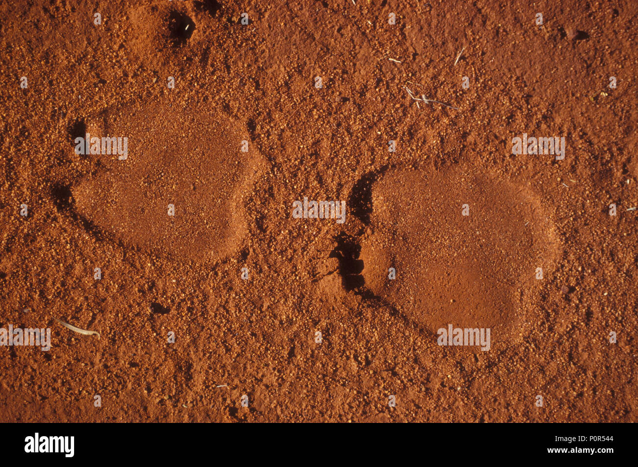 CAMEL TRACKS (CAMELUS DROMEDARIUS) IN THE GREAT VICTORIA DESERT, WESTERN AUSTRALIA. Stock Photo