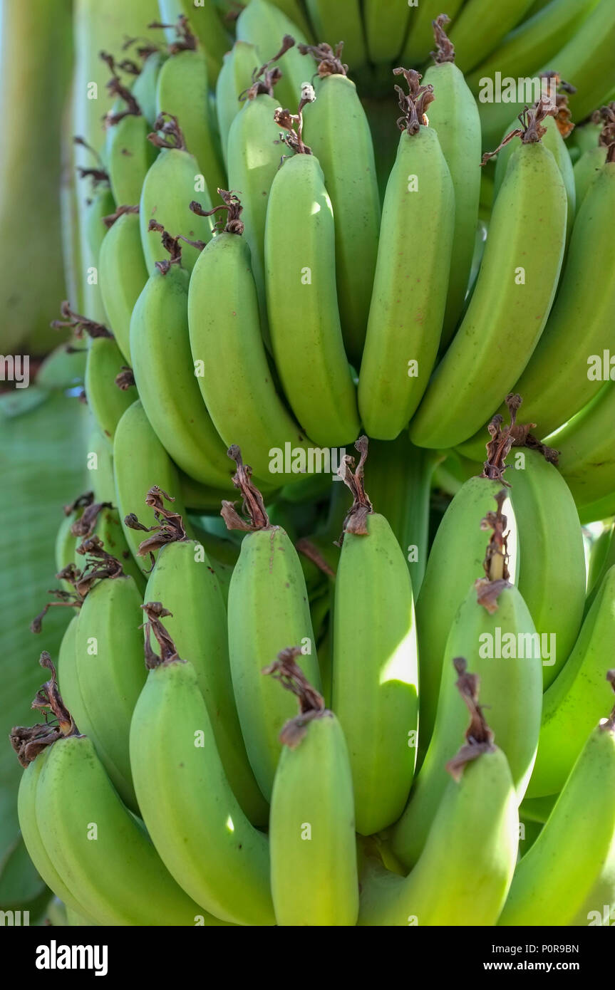 Banana bunches hi-res stock photography and images - Alamy