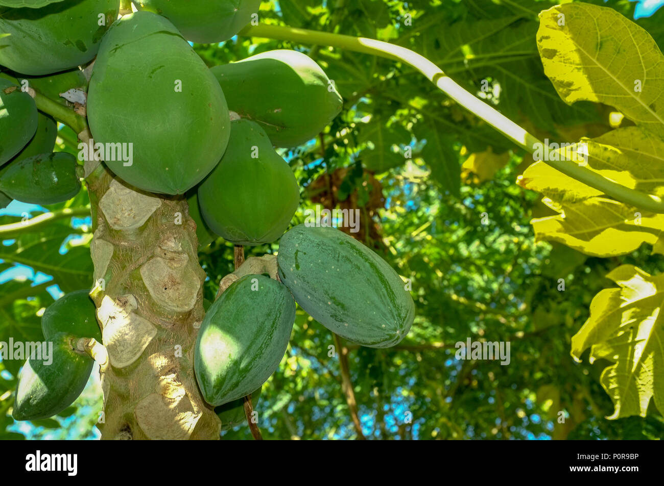 Green organic Paw Paw growing in a private backyard in Darwin, Northern Territory, Australia. Carica papaya Stock Photo
