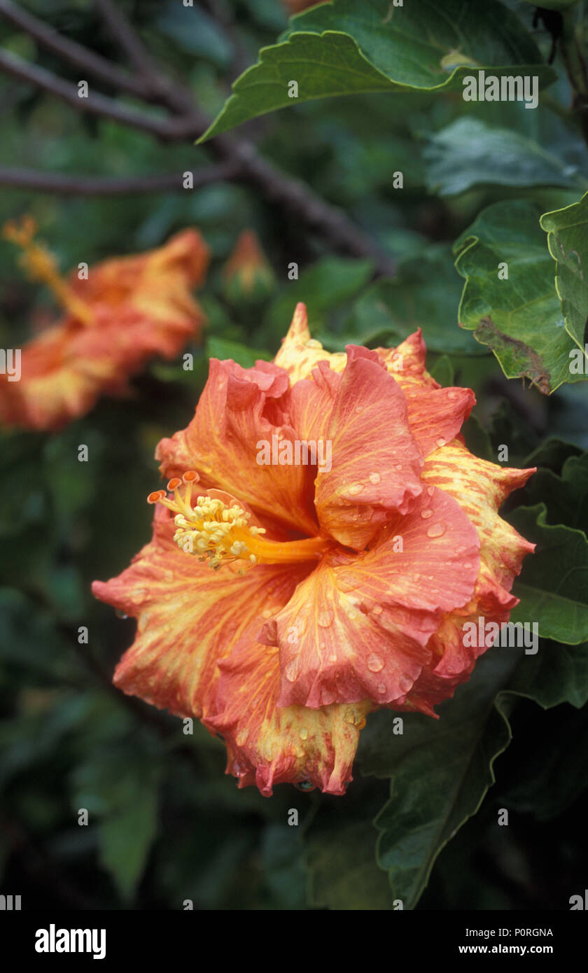 Hibiscus rosa sinensis orange hi-res stock photography and images - Alamy