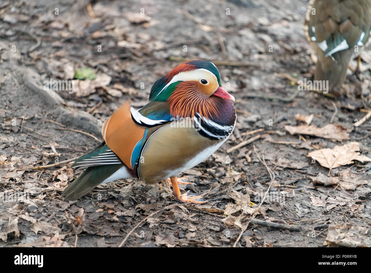 Closeup male mandarin duck Aix galericulata swimming on the water with ...