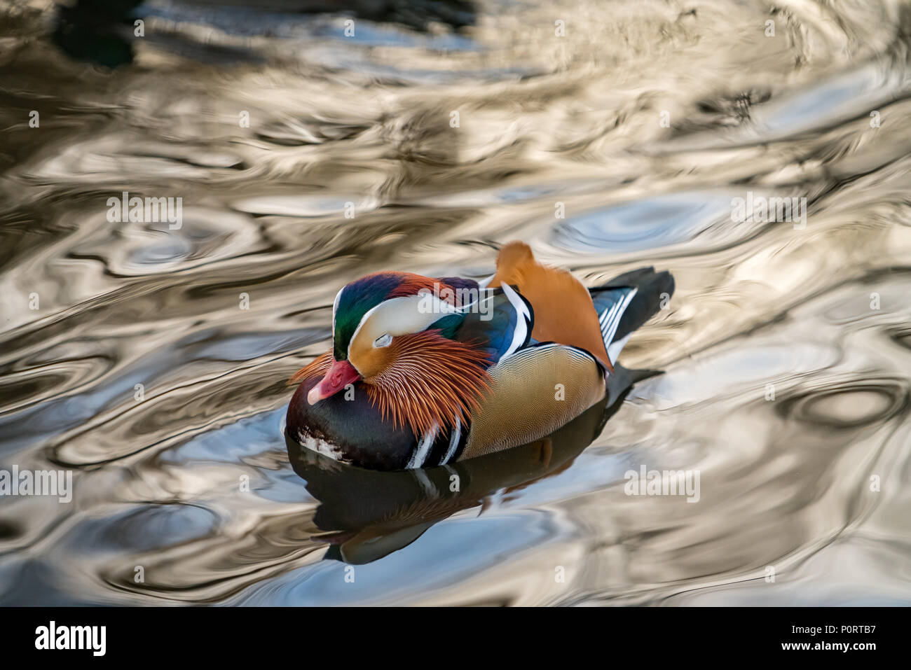 Closeup male mandarin duck Aix galericulata swimming on the water with ...