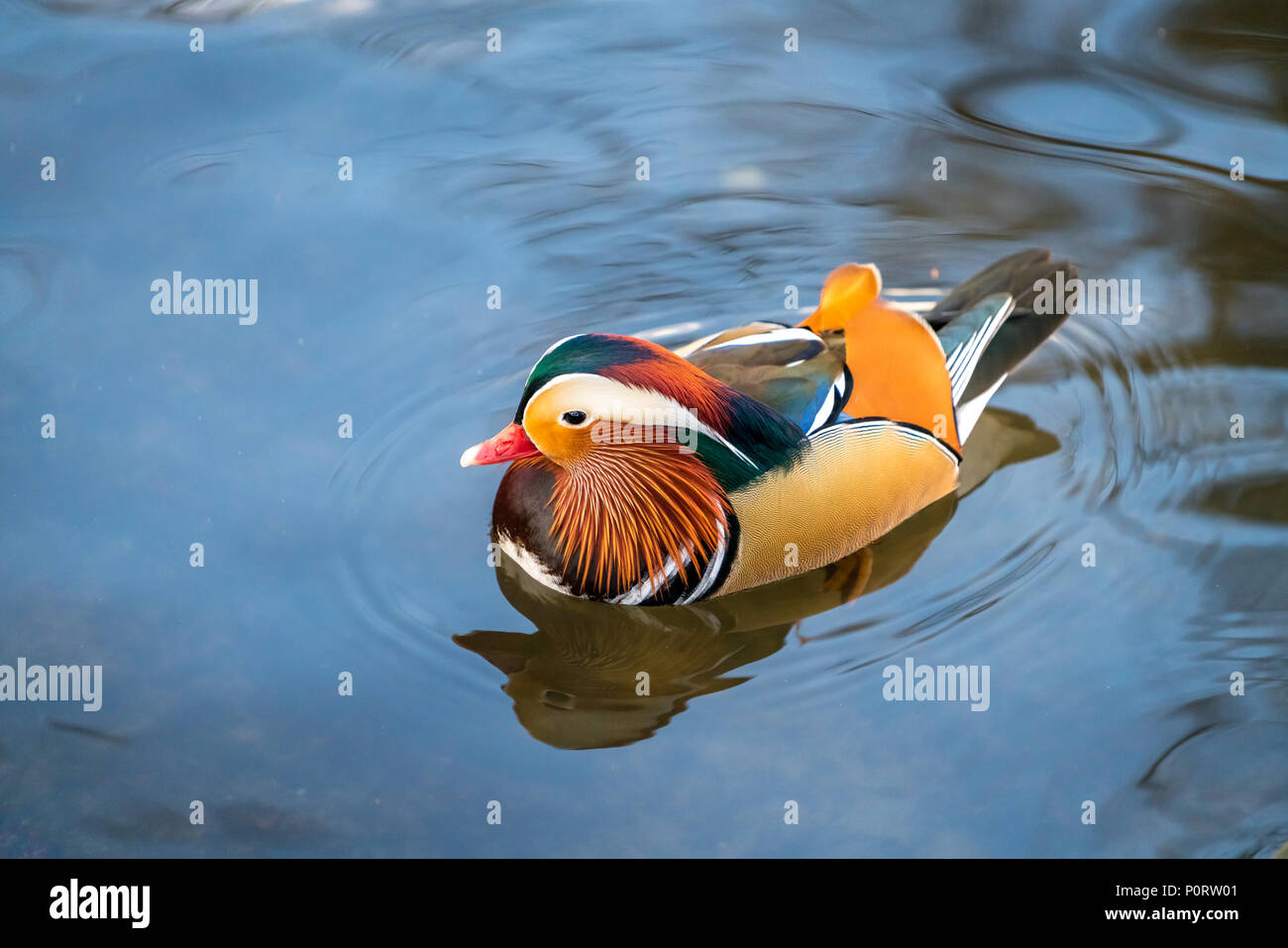 Closeup male mandarin duck Aix galericulata swimming on the water with ...