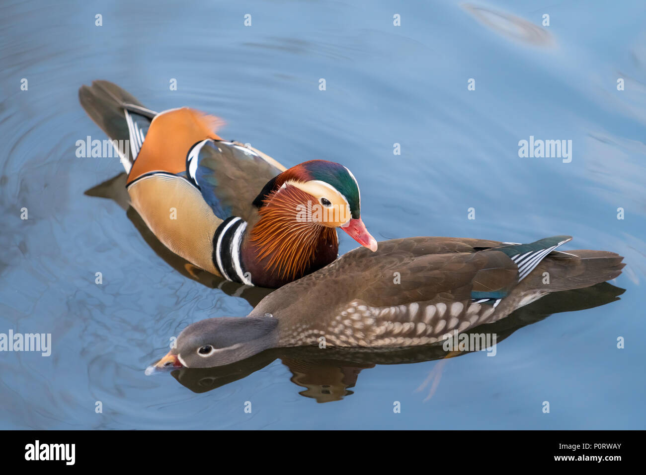 Closeup male mandarin duck Aix galericulata swimming on the water with reflection, a beautiful bird living in the wild Stock Photo