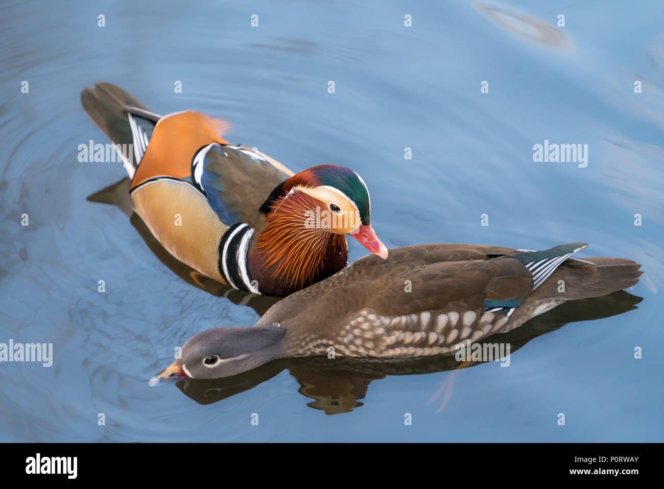 Mandarin duck swimming on a lake hi-res stock photography and images ...