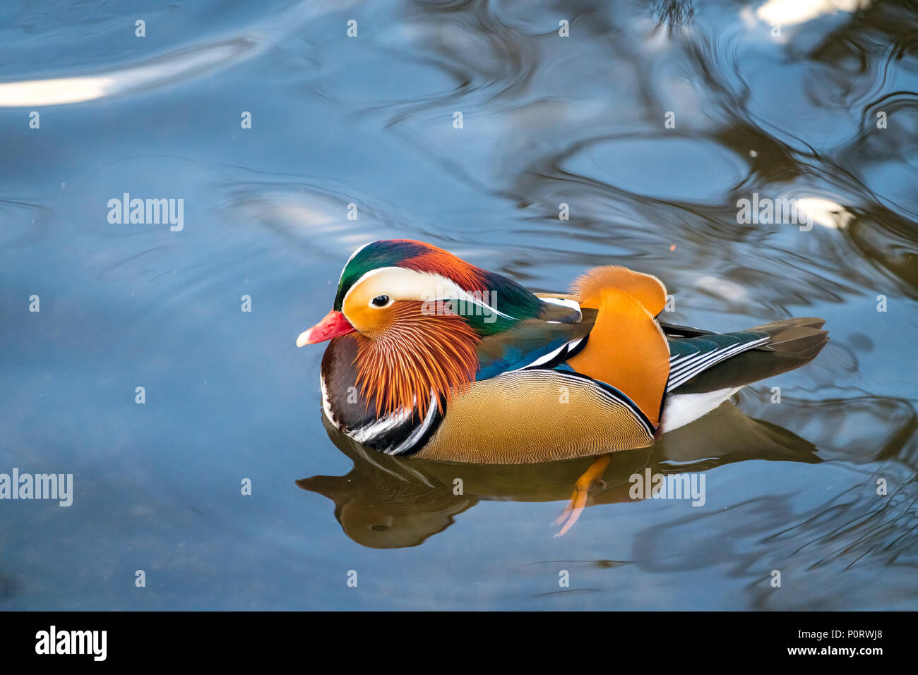 Closeup male mandarin duck Aix galericulata swimming on the water with ...