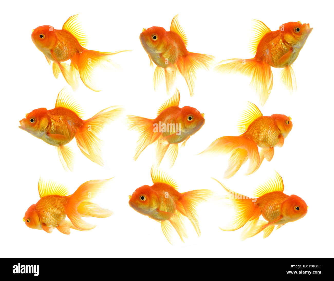 Goldfish on White Background Stock Photo