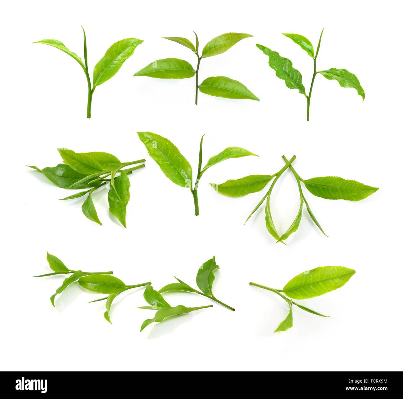 Green tea leaf isolated on white background Stock Photo Alamy