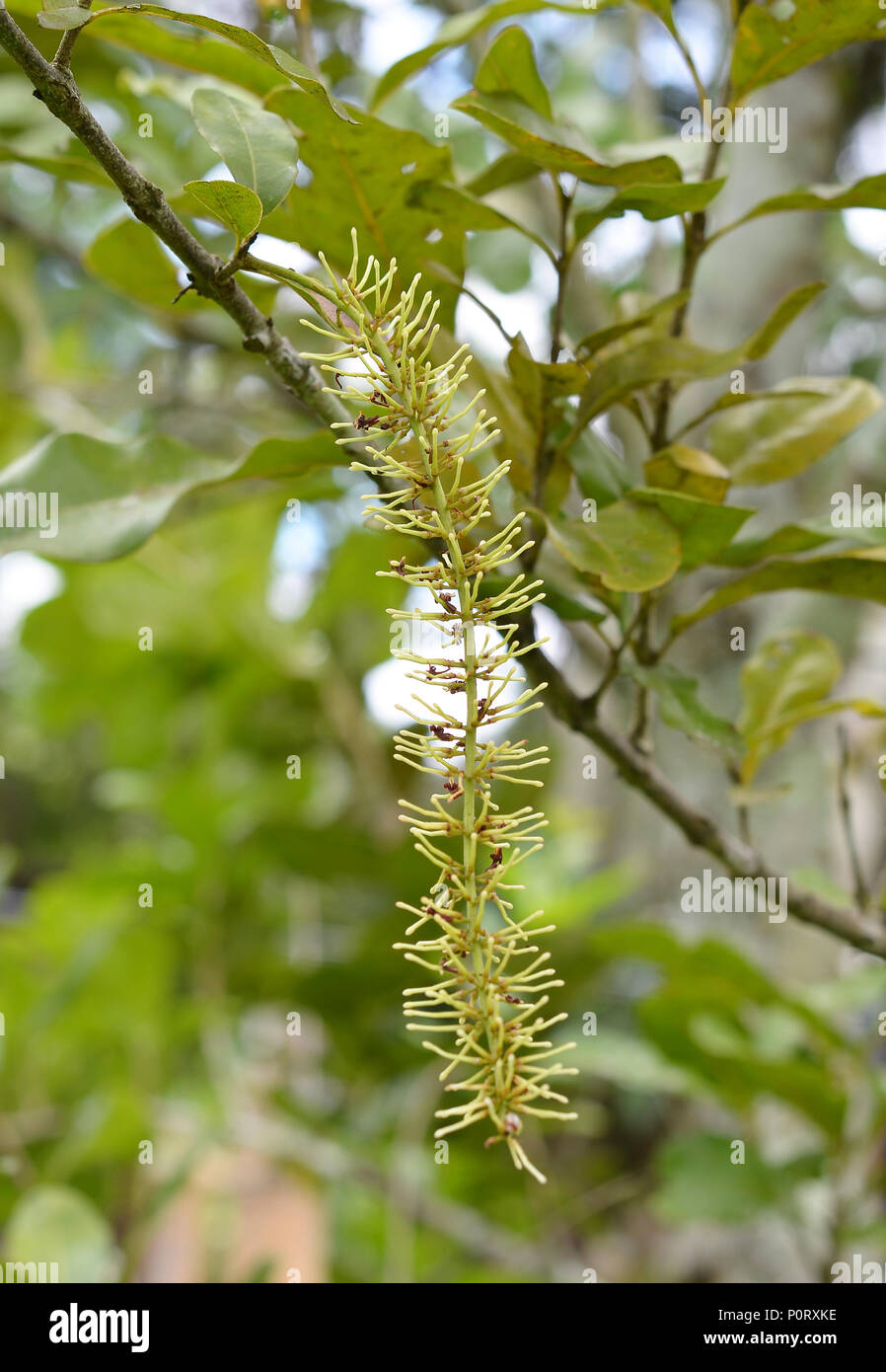 Macadamia flowers on tree Stock Photo