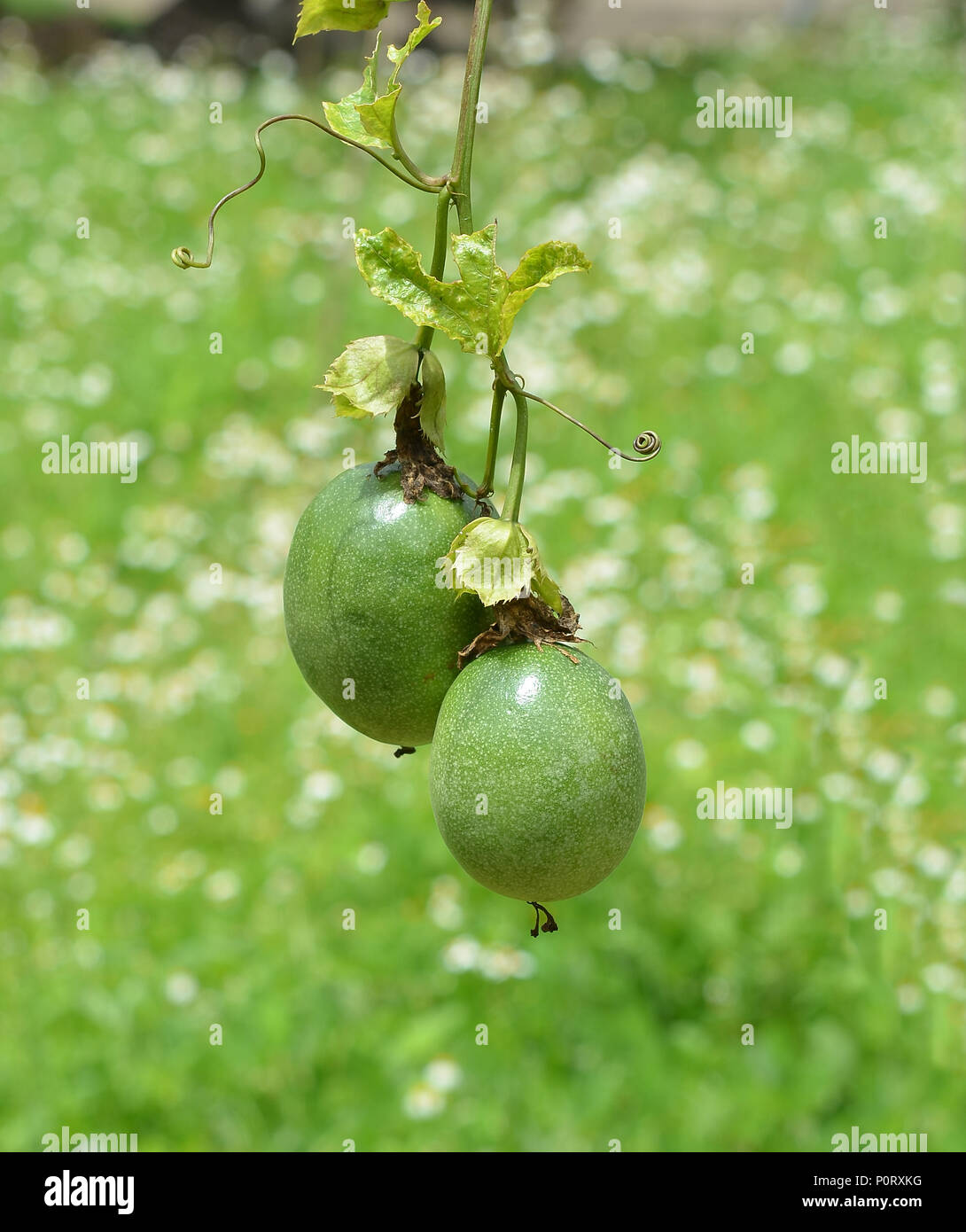 Passion fruit plantation hi-res stock photography and images - Alamy
