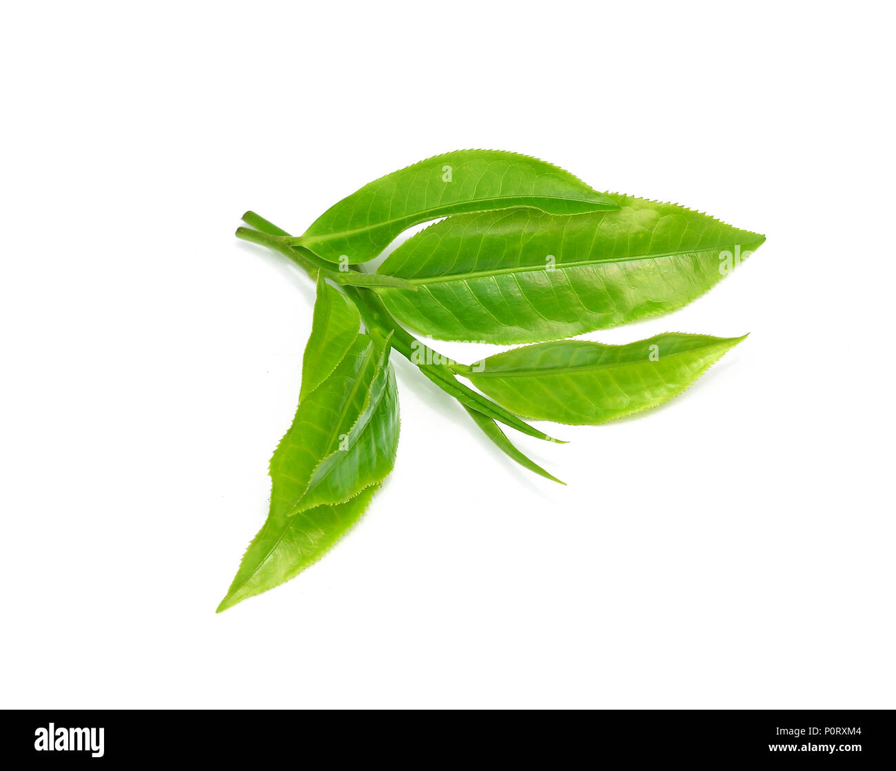 Green tea leaf isolated on white background Stock Photo Alamy