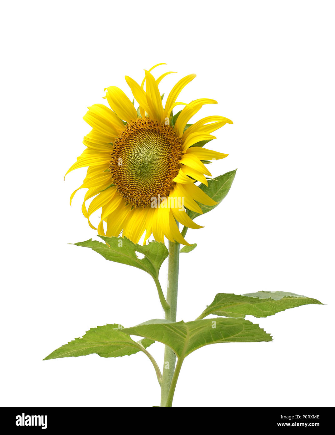 Sunflower isolated on white background Stock Photo - Alamy