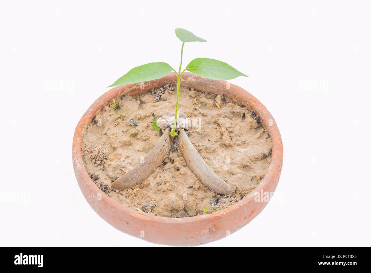 The soft focus of seedling, sprout, the sapling of Dipterocarpus alatus, Dipterocarpaceae, fruit plant tree with the white background. Stock Photo