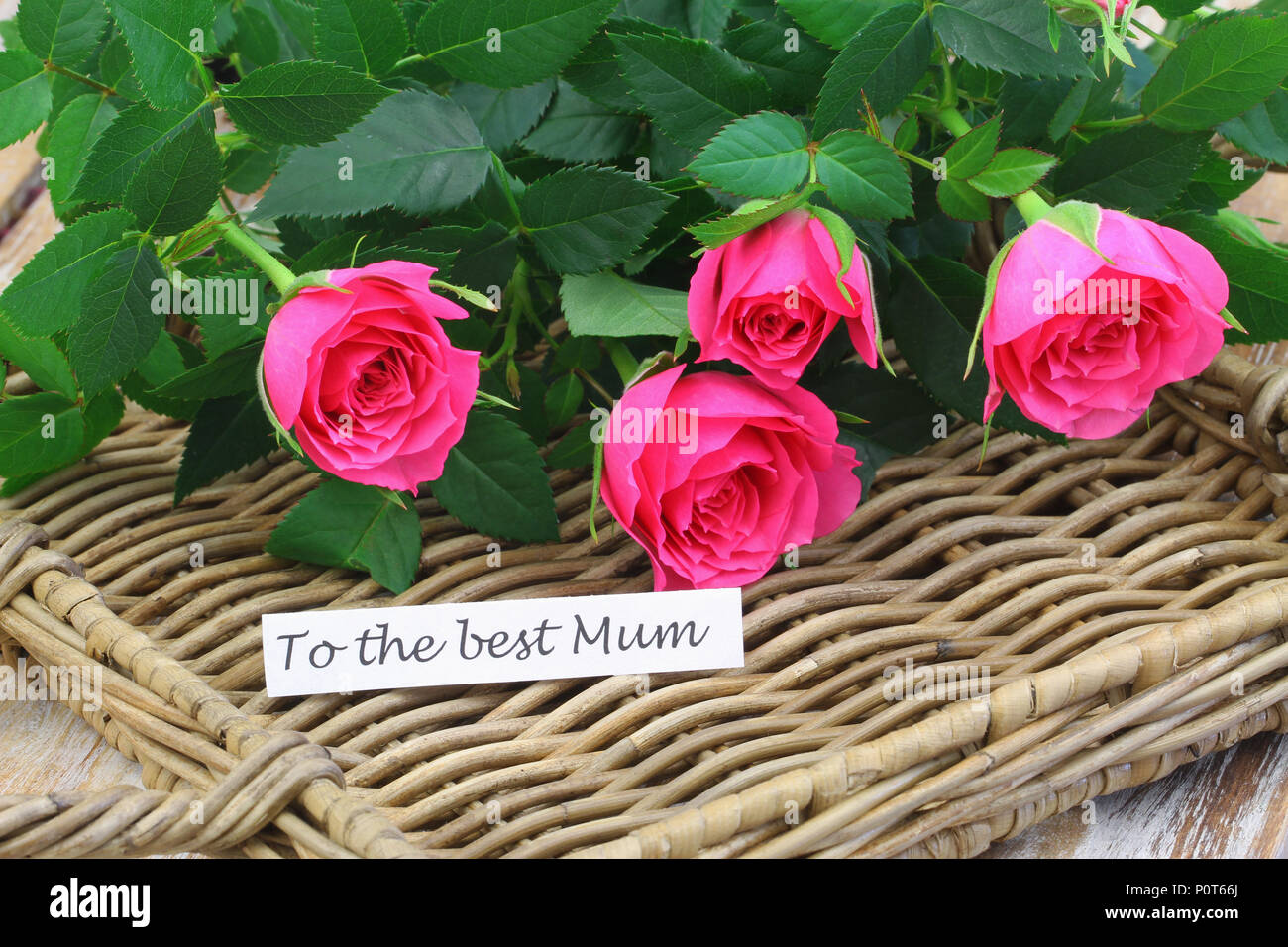 To the best Mum card with pink wild roses on wicker surface Stock Photo