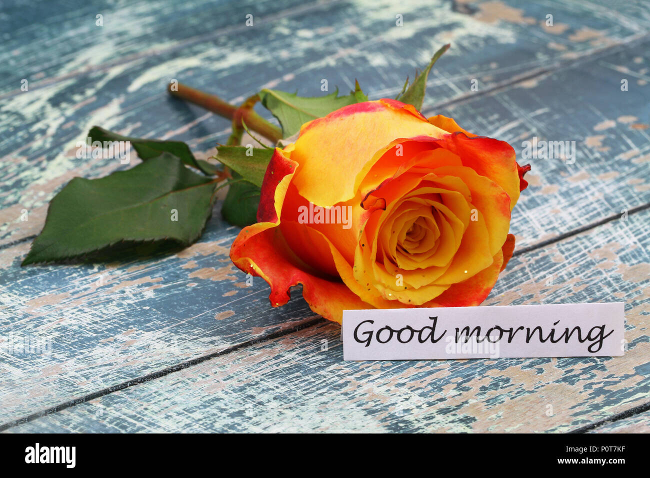 Good morning card with one colorful rose on rustic wooden surface Stock Photo