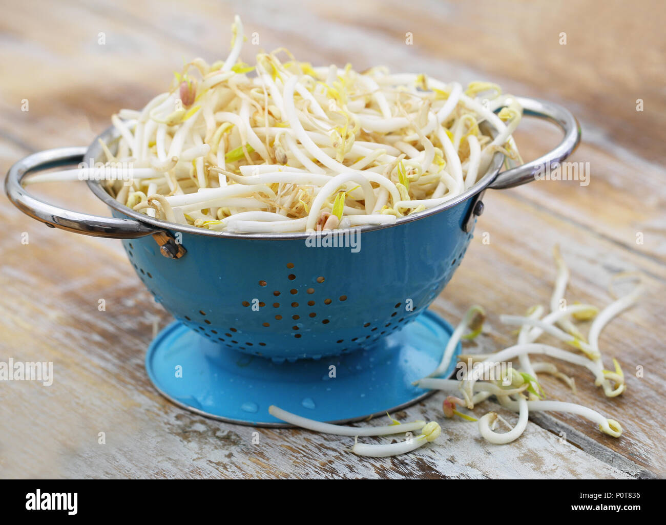 Raw beansprouts in blue metal colander on rustic wooden surface Stock Photo