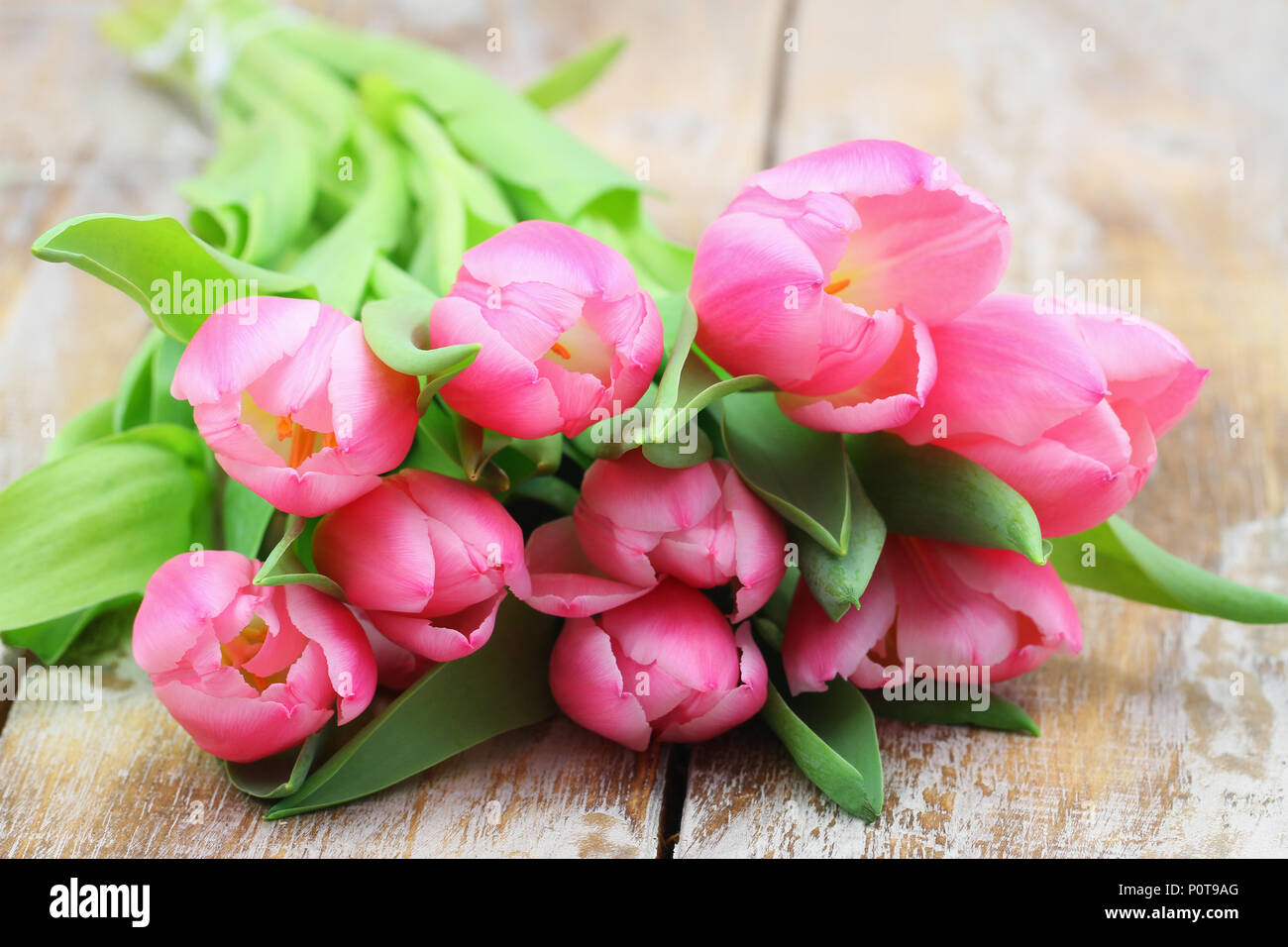 Bunch of pink Dutch tulips on rustic wooden surface with copy space Stock Photo