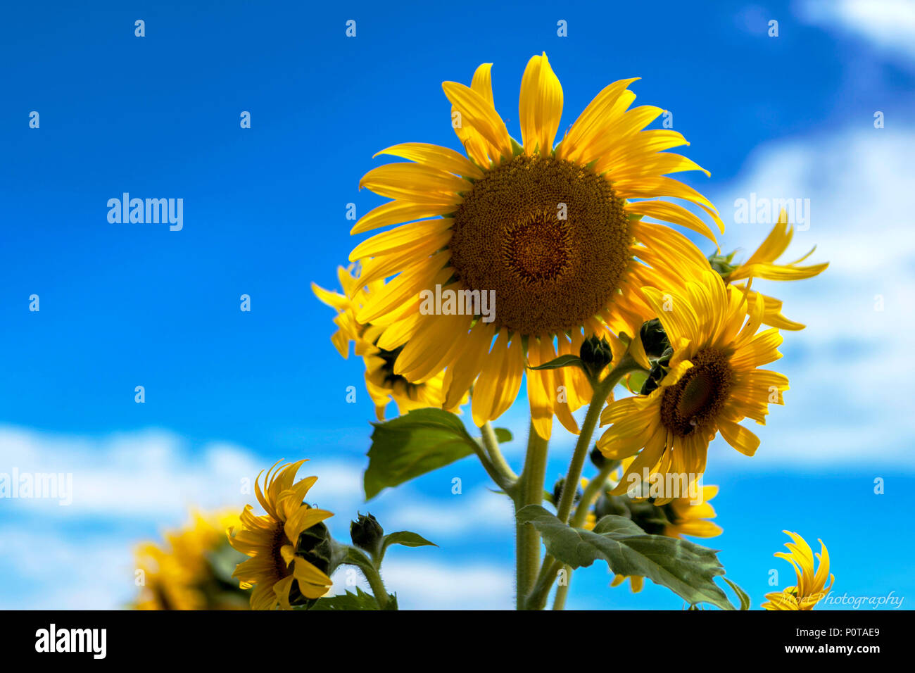 Sunflowers and Blue Sky Stock Photo