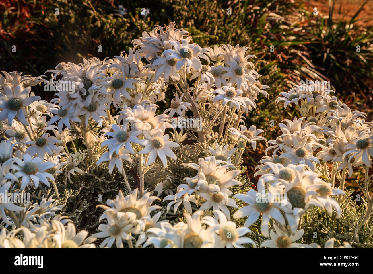 Flannel Flowers radiant in the early morning sunlight Stock Photo