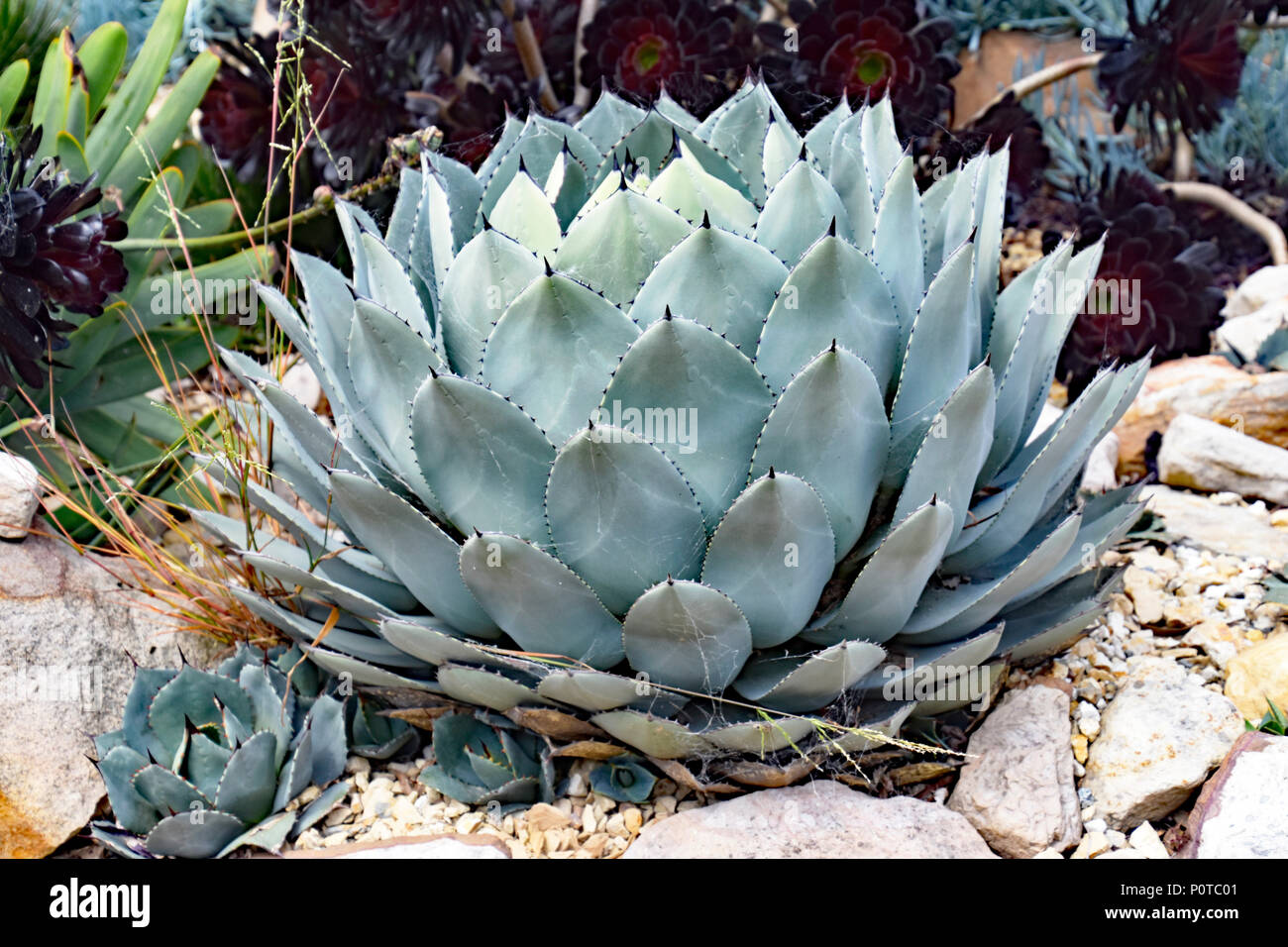CACTI AND SUCCULENTS.AGAVE Stock Photo