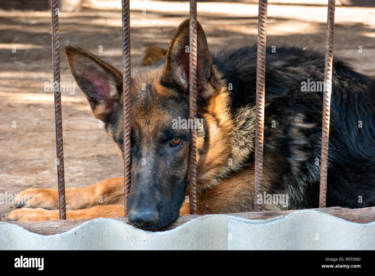Portrait of a sad dog German shepherd in a cage closeup Stock