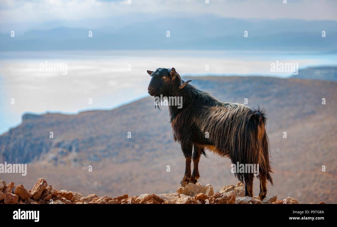 Cretan goat in the mountains against the background of the Mediterranean Sea, Crete, Greece Stock Photo