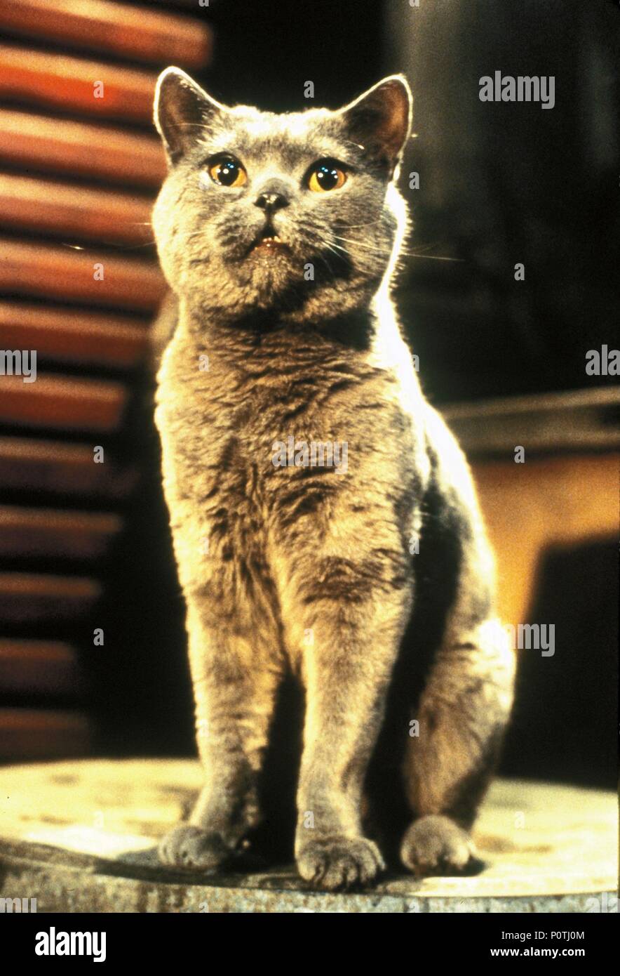 Original Film Title: STUART LITTLE. English Title: STUART LITTLE. Film ...