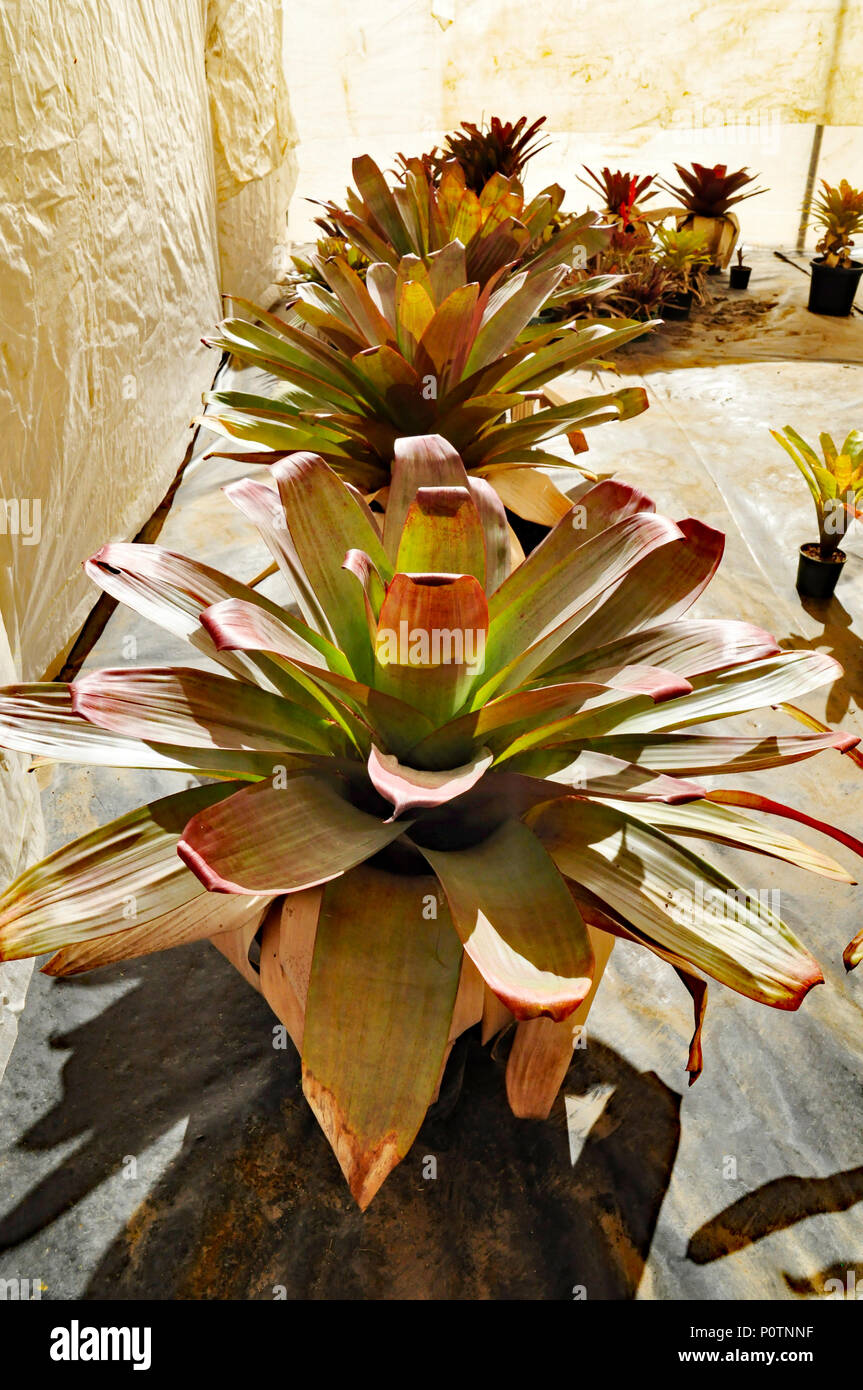 variegated bromeliad plant Stock Photo