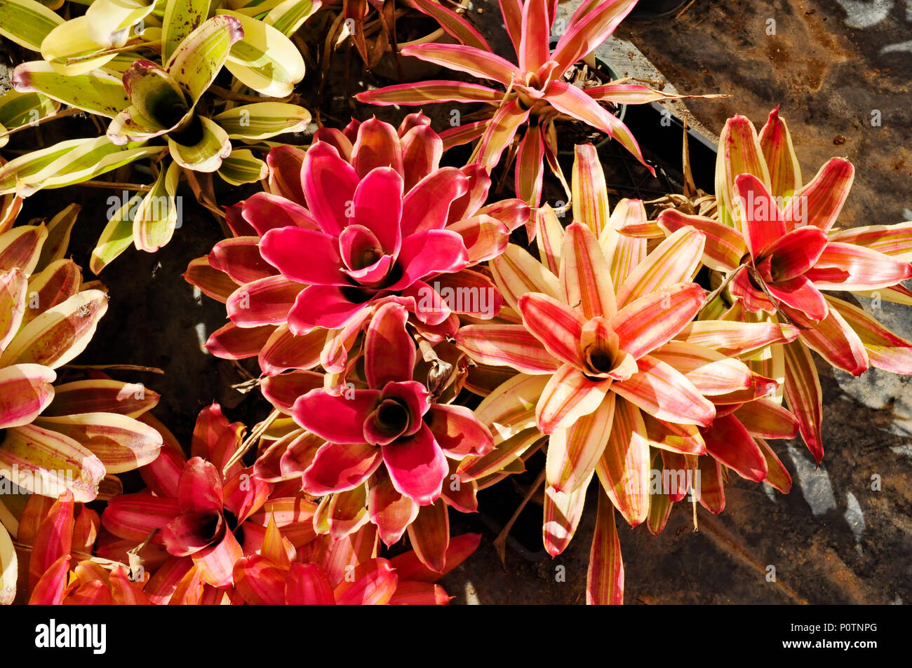 variegated bromeliad plant Stock Photo