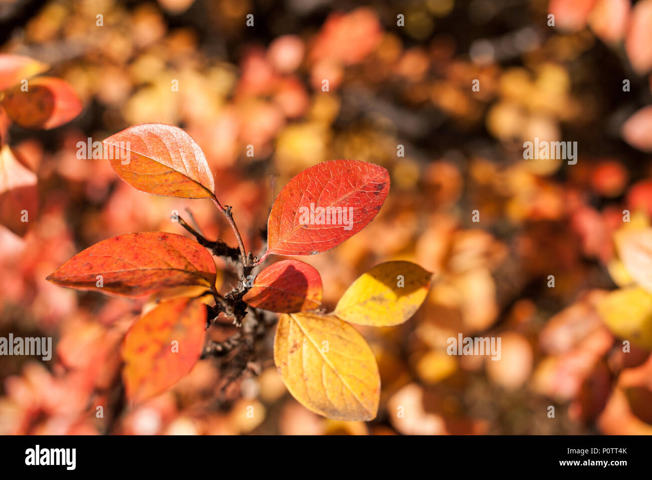 Autumnbackground with selective focus on orange leaves. Stock Photo