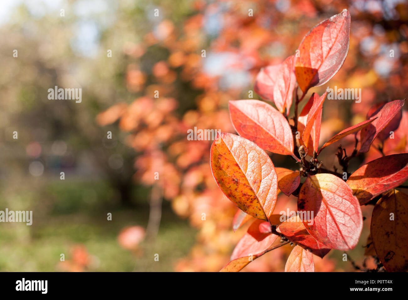 Blurred autumn forest with selective focus on bright orange leaves in the foreground. Stock Photo