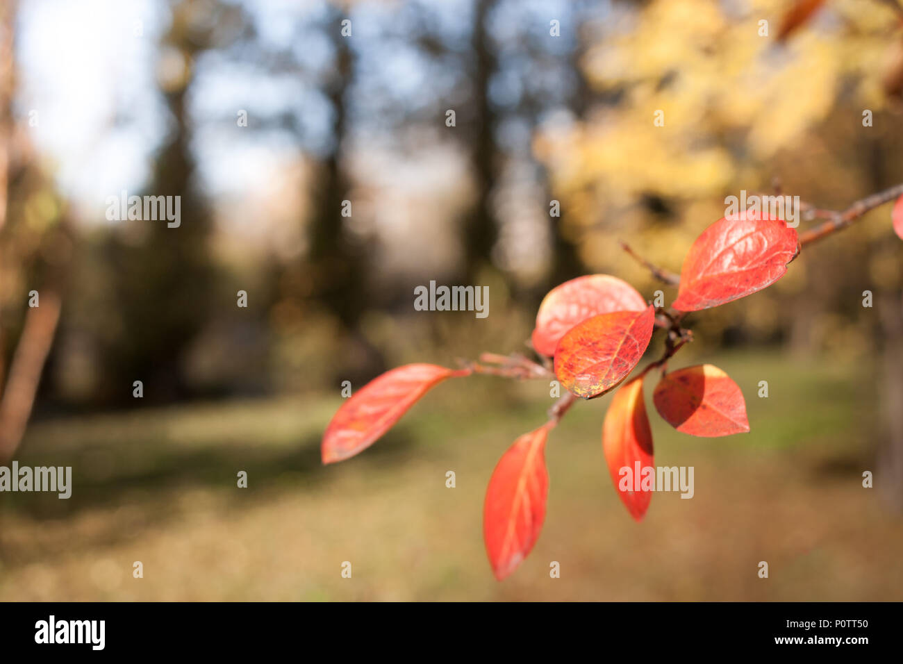 Blurred background of autumn forest. In the foreground is twig with orange leaves. Stock Photo