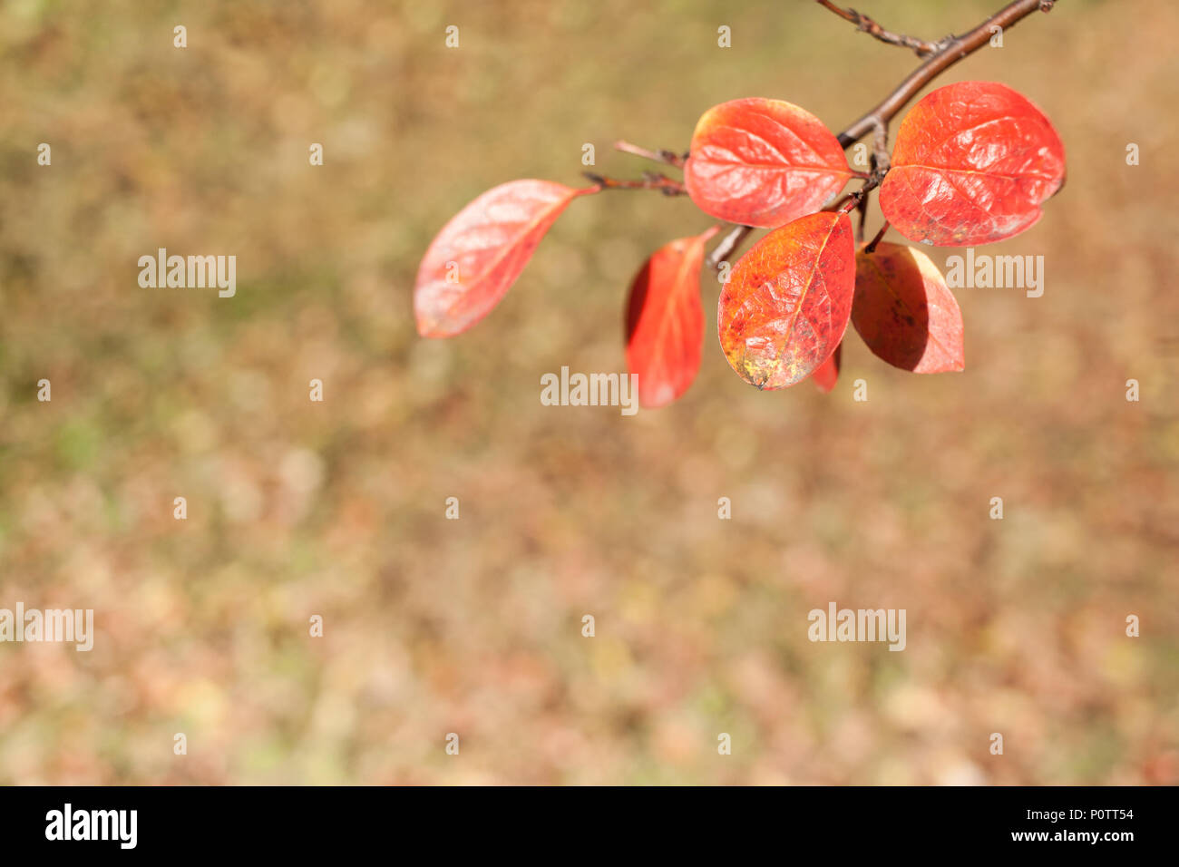 Autumn blurred background with focus on twig with orange leaves. Stock Photo